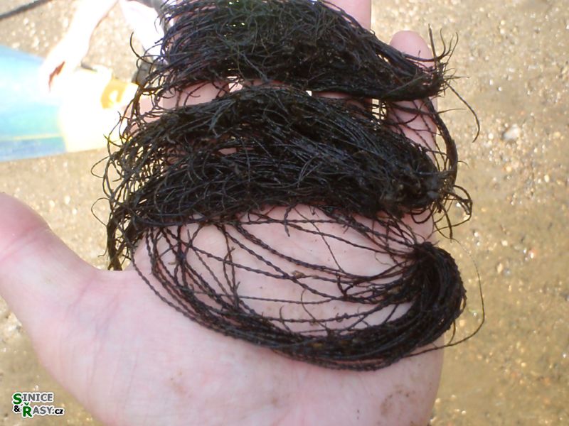 p5250268