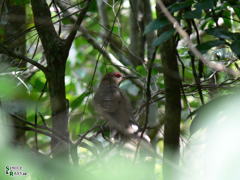 3-guajataca-state-forest-puerto-rico-2013-003