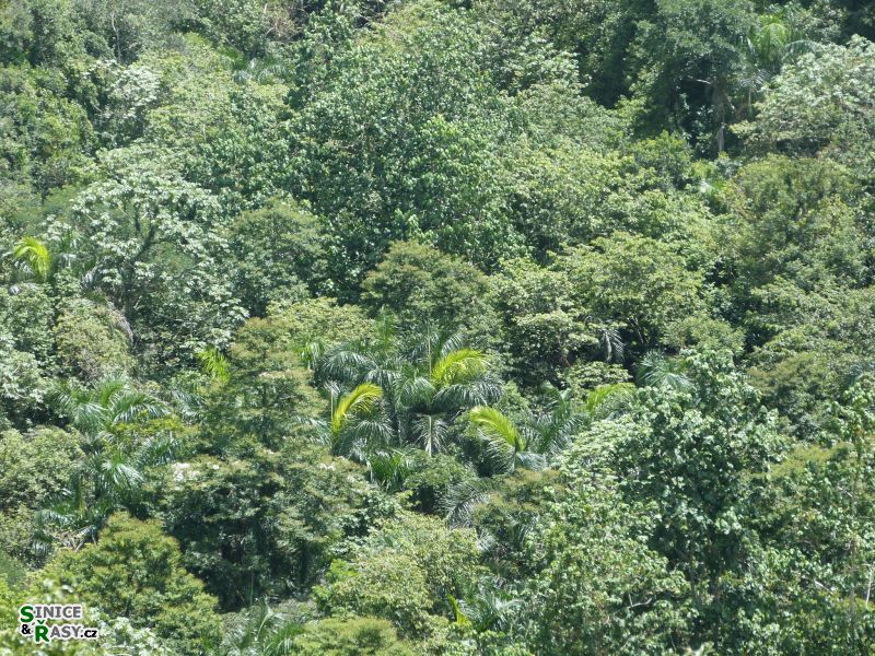3-guajataca-state-forest-puerto-rico-2013-007