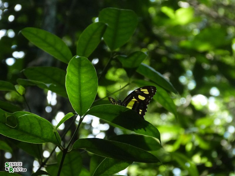 3-guajataca-state-forest-puerto-rico-2013-008