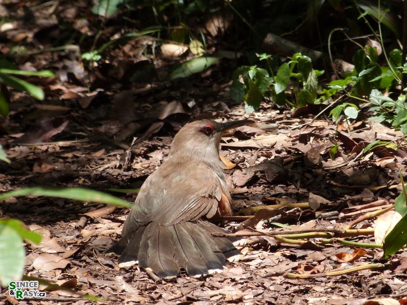 3-guajataca-state-forest-puerto-rico-2013-026