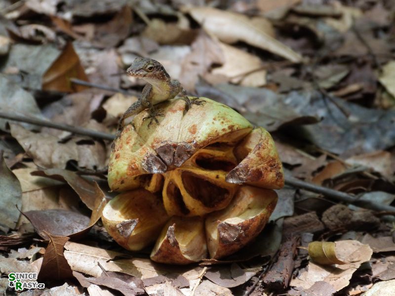 3-guajataca-state-forest-puerto-rico-2013-027