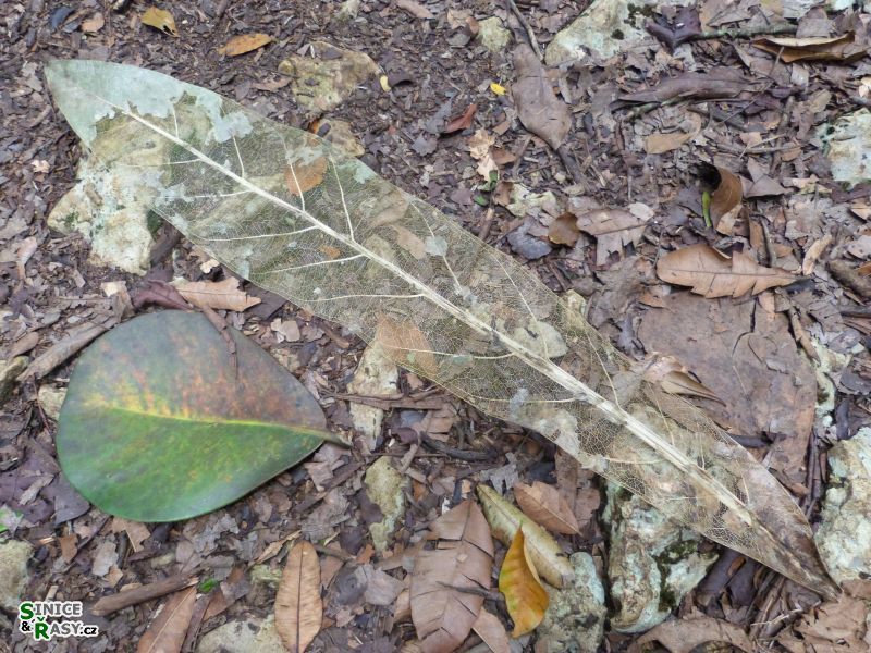 3-guajataca-state-forest-puerto-rico-2013-029