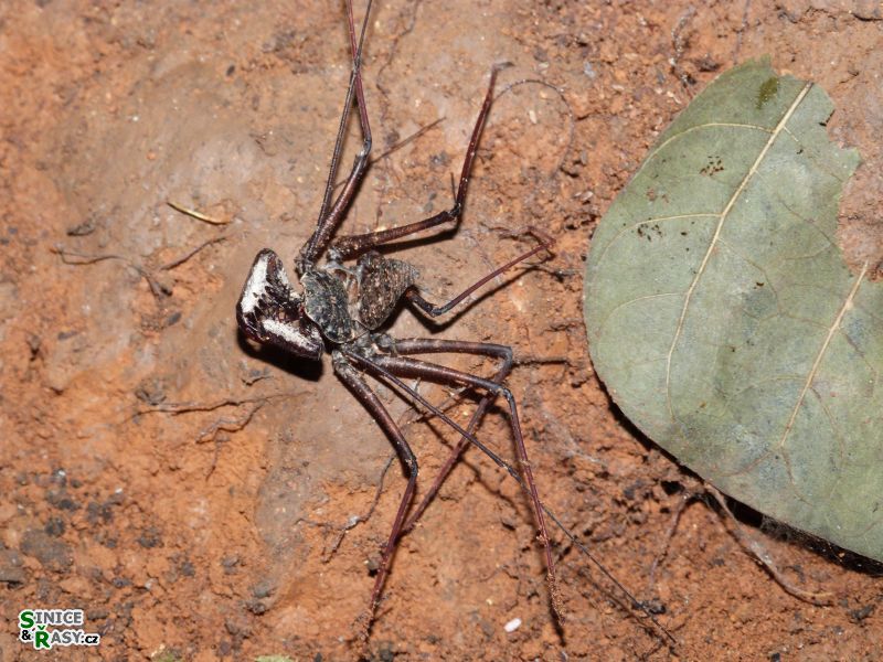 3-guajataca-state-forest-puerto-rico-2013-037