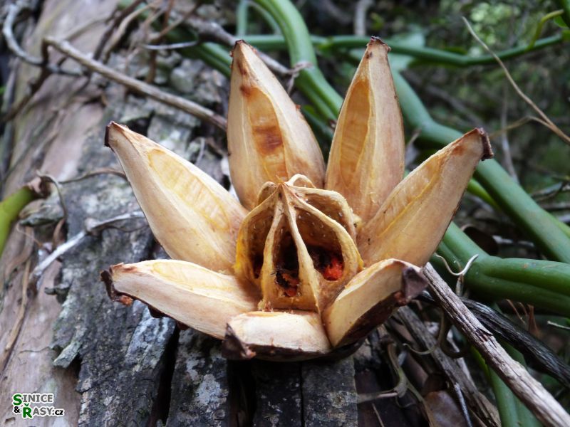 3-guajataca-state-forest-puerto-rico-2013-040