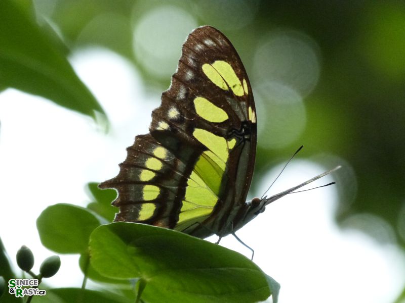 3-guajataca-state-forest-puerto-rico-2013-041