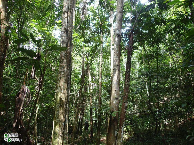 3-guajataca-state-forest-puerto-rico-2013-054