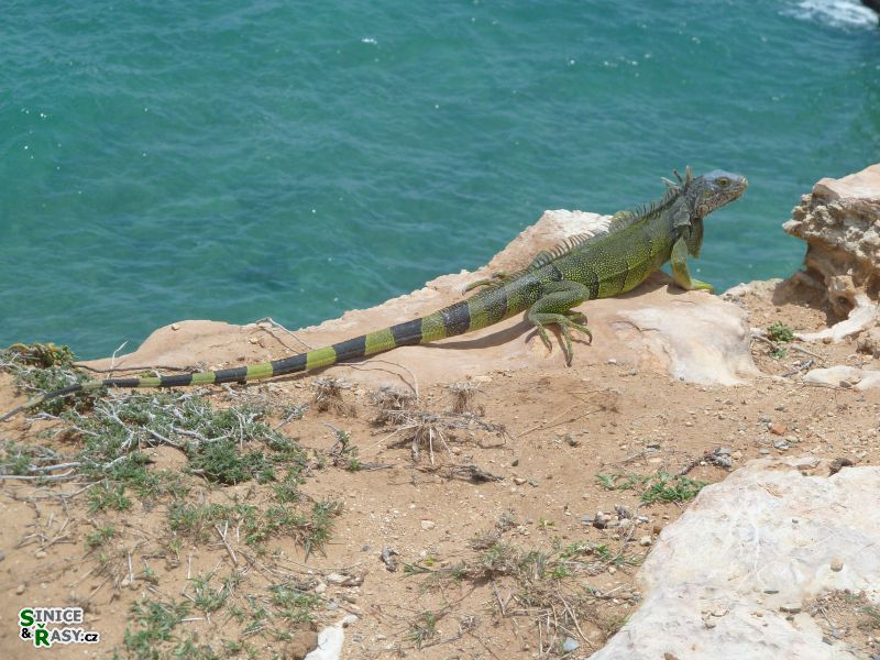 cabo-rojo-puerto-rico-2013-014