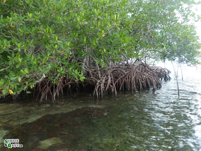cabo-rojo-puerto-rico-2013-025