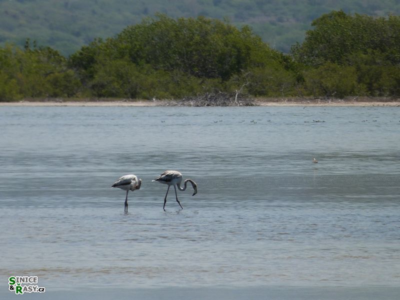 cabo-rojo-puerto-rico-2013-031