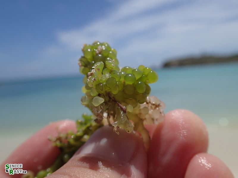 cabo-rojo-puerto-rico-2013-041