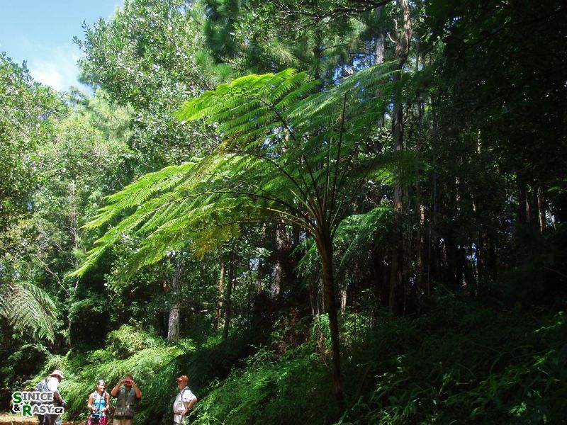 maricao-state-forest-puerto-rico-2013-003