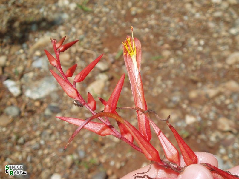 maricao-state-forest-puerto-rico-2013-004