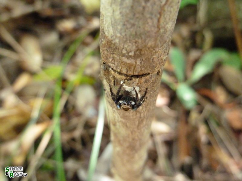 maricao-state-forest-puerto-rico-2013-010