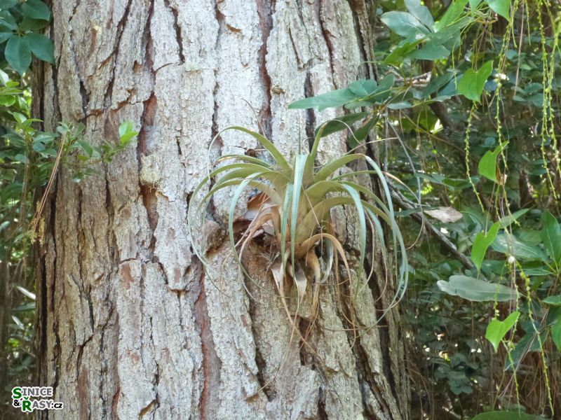 maricao-state-forest-puerto-rico-2013-014