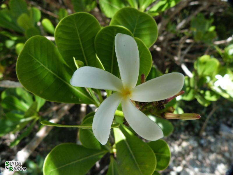 maricao-state-forest-puerto-rico-2013-015