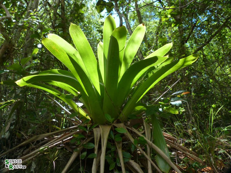 maricao-state-forest-puerto-rico-2013-016