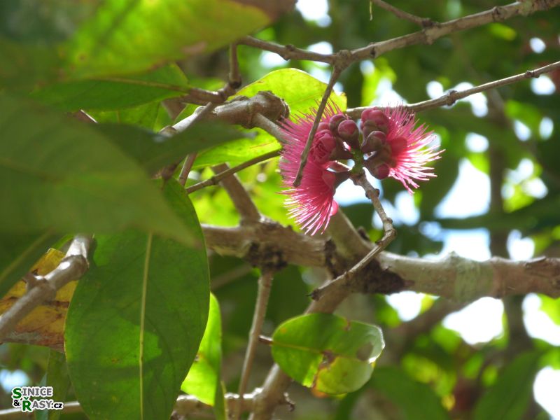 maricao-state-forest-puerto-rico-2013-018