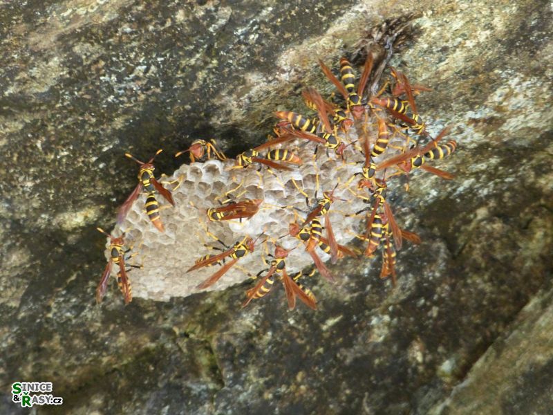 maricao-state-forest-puerto-rico-2013-021