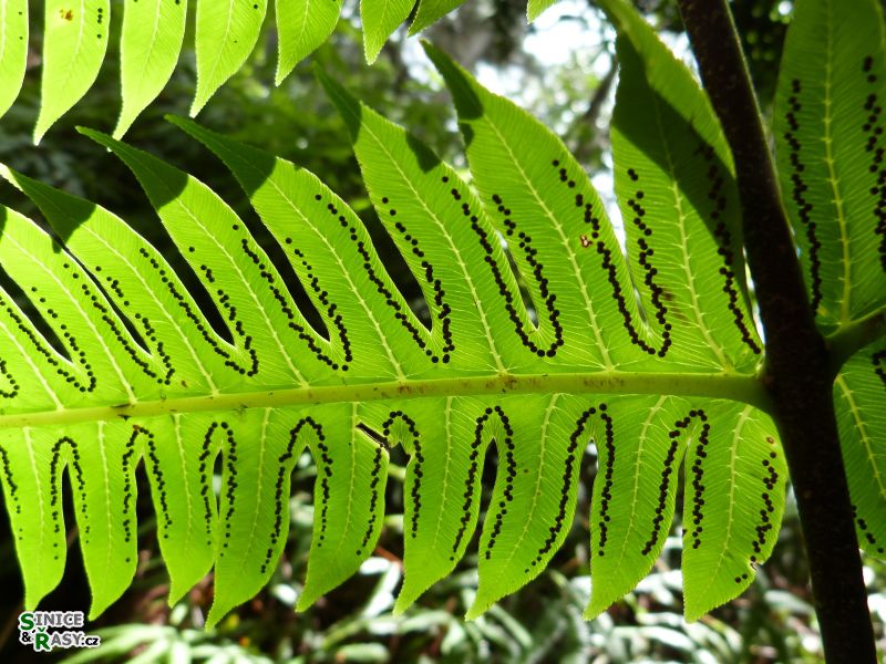 maricao-state-forest-puerto-rico-2013-024