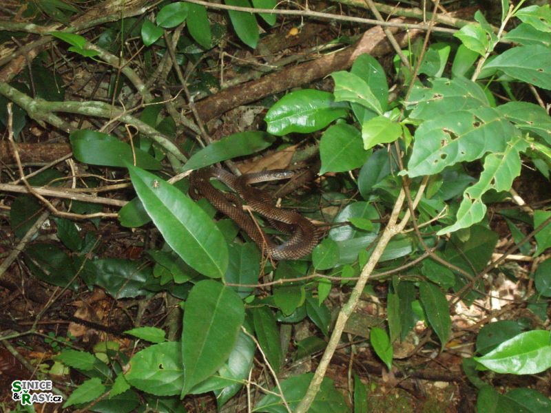 cano-de-tiburones-a-cambalache-state-forest-puerto-rico-2013-003