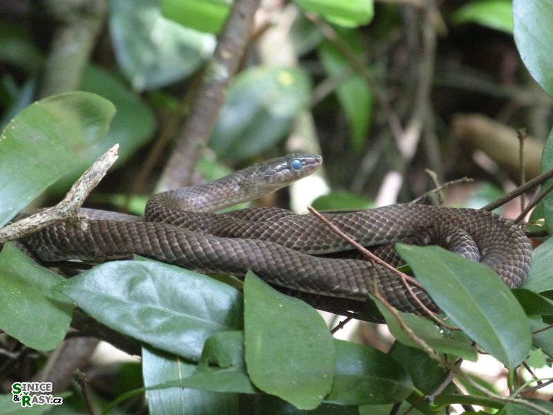 cano-de-tiburones-a-cambalache-state-forest-puerto-rico-2013-009