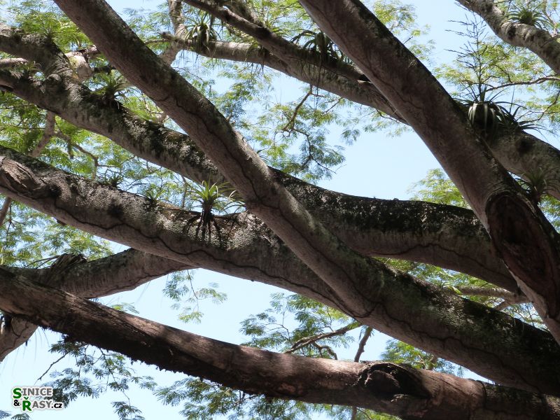 cano-de-tiburones-a-cambalache-state-forest-puerto-rico-2013-010
