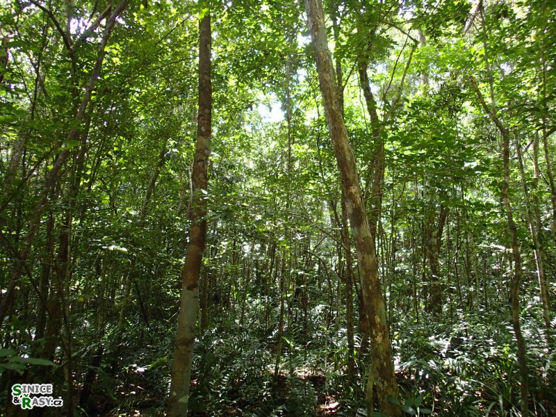 cano-de-tiburones-a-cambalache-state-forest-puerto-rico-2013-016