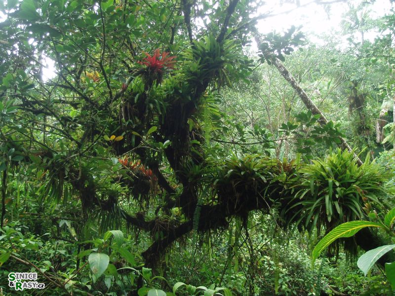 el-yunque-lowland-puerto-rico-2013-001