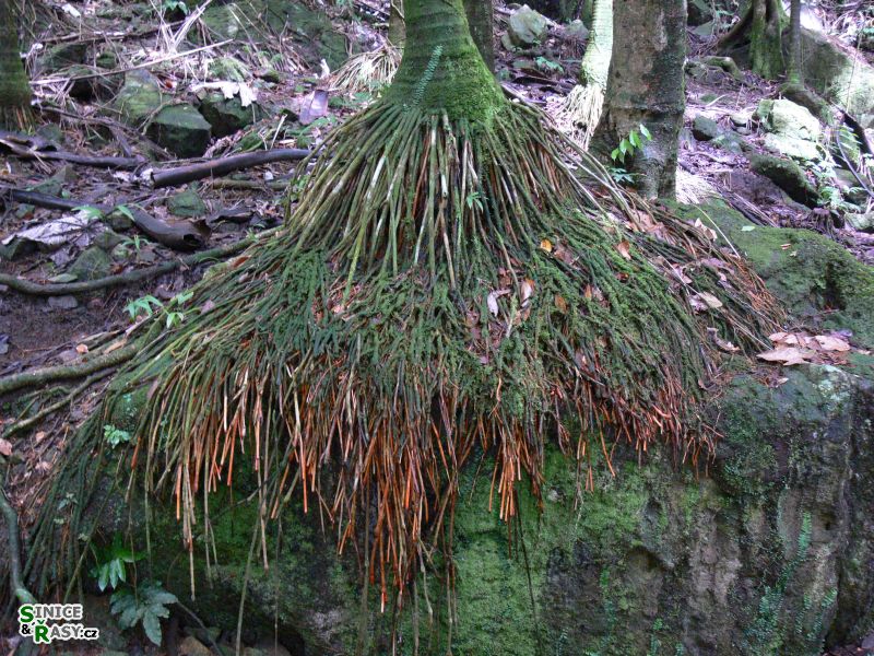 el-yunque-lowland-puerto-rico-2013-004
