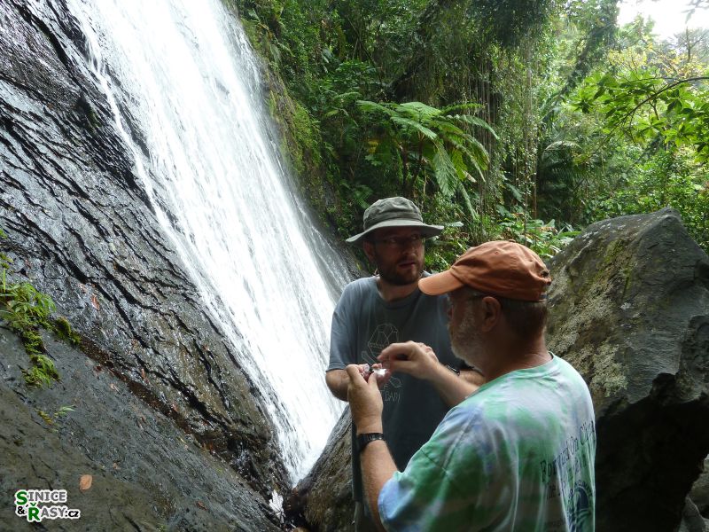 el-yunque-lowland-puerto-rico-2013-011
