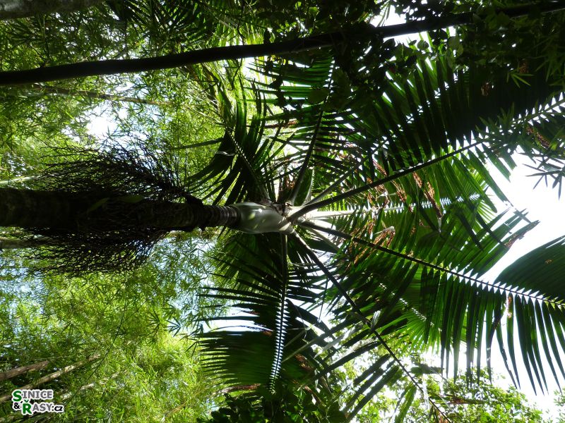 el-yunque-lowland-puerto-rico-2013-020
