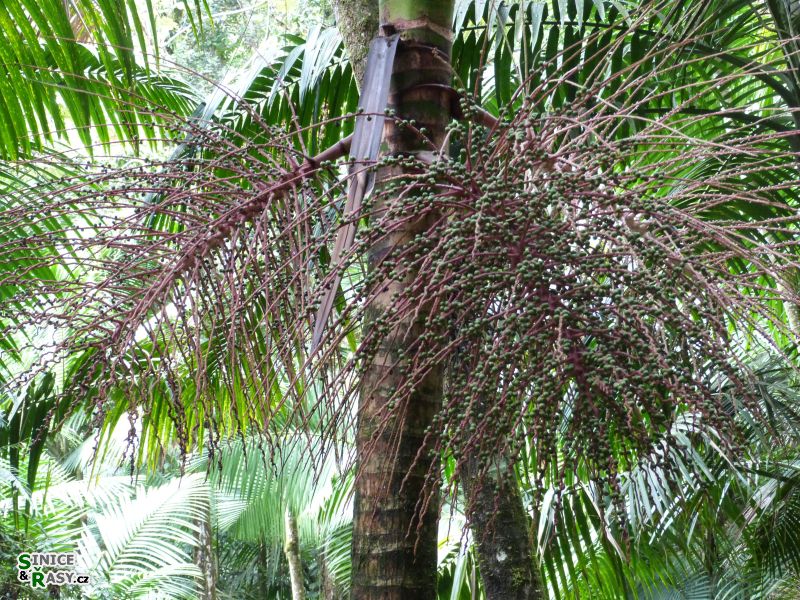 el-yunque-lowland-puerto-rico-2013-025