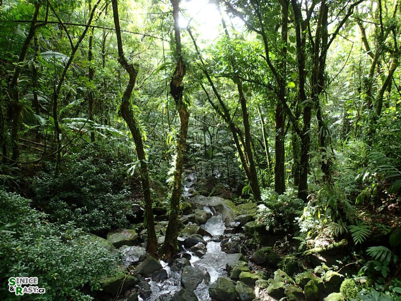 el-yunque-lowland-puerto-rico-2013-031