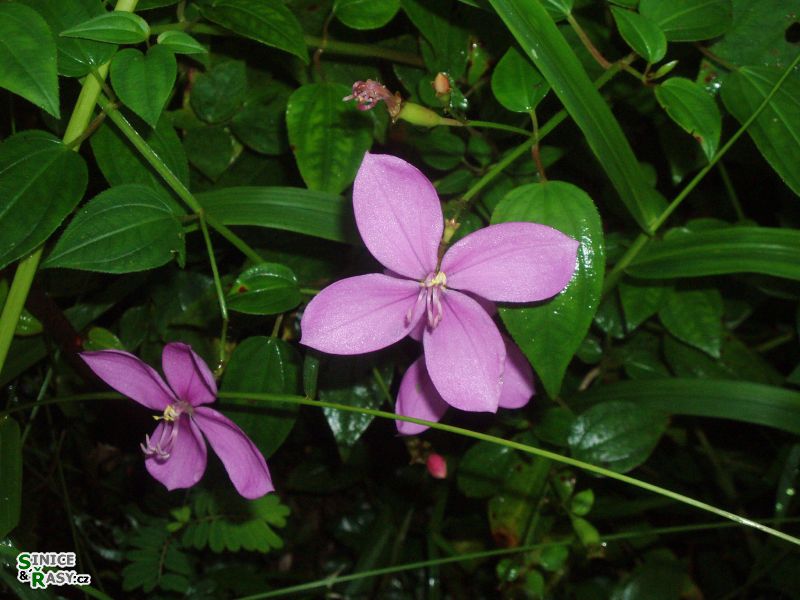 el-yunque-highland-puerto-rico-2013-002
