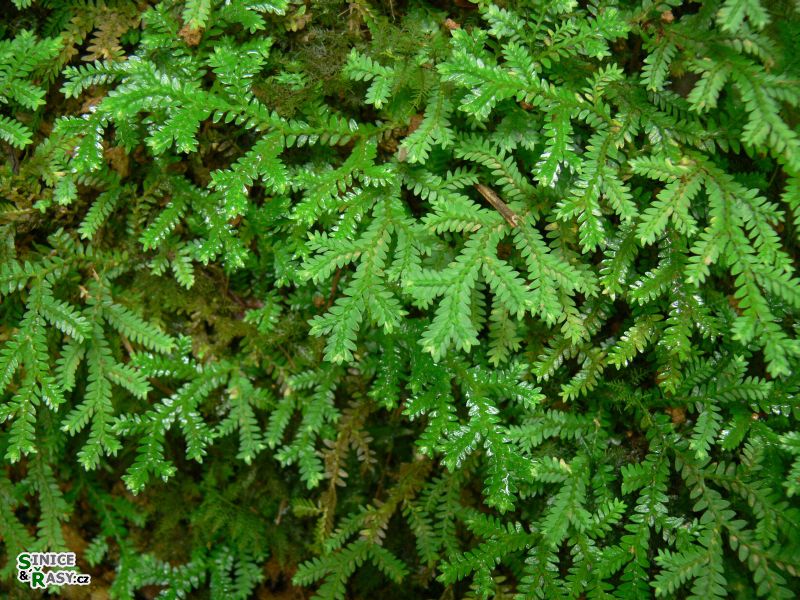 el-yunque-highland-puerto-rico-2013-004