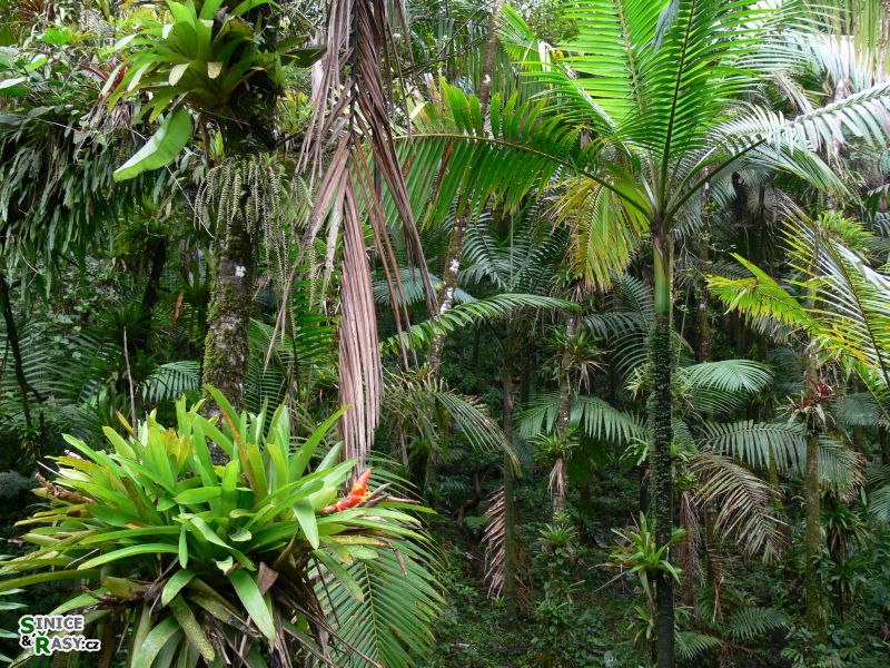 el-yunque-highland-puerto-rico-2013-005