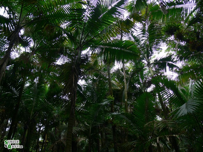 el-yunque-highland-puerto-rico-2013-006