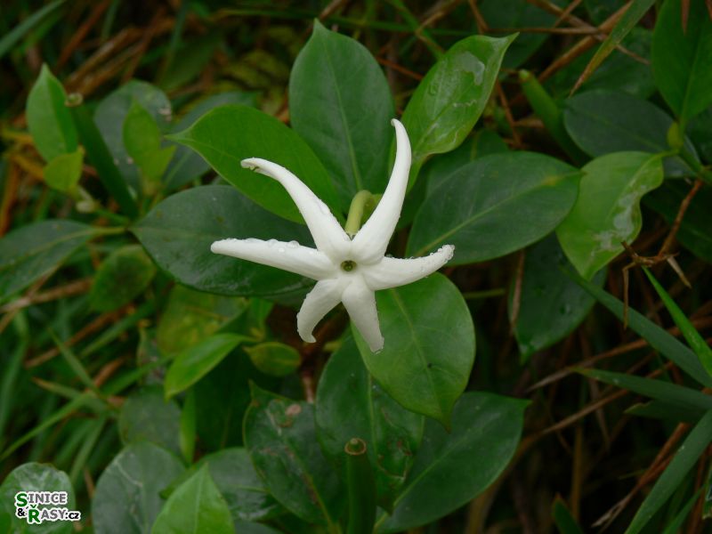 el-yunque-highland-puerto-rico-2013-007
