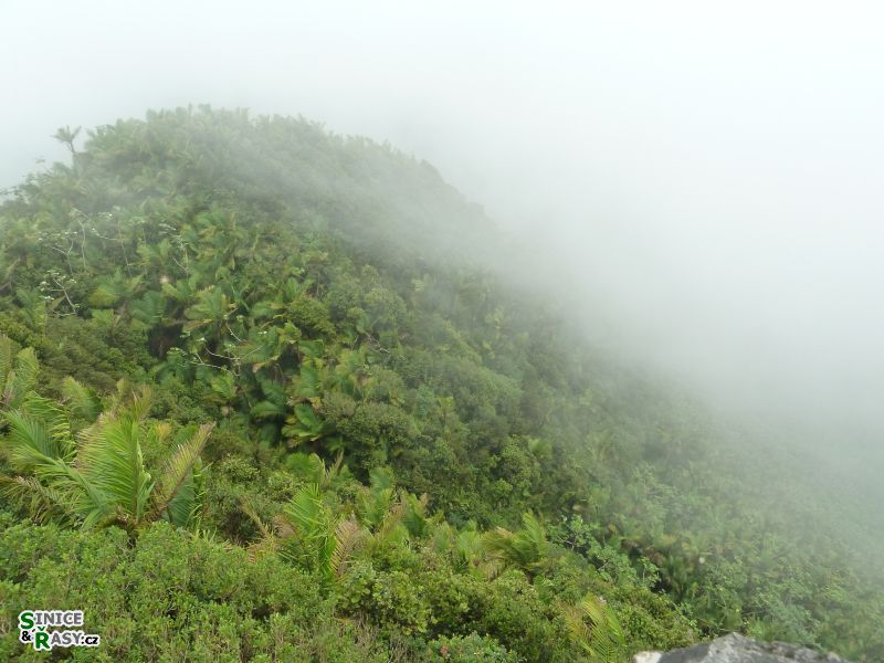 el-yunque-highland-puerto-rico-2013-011