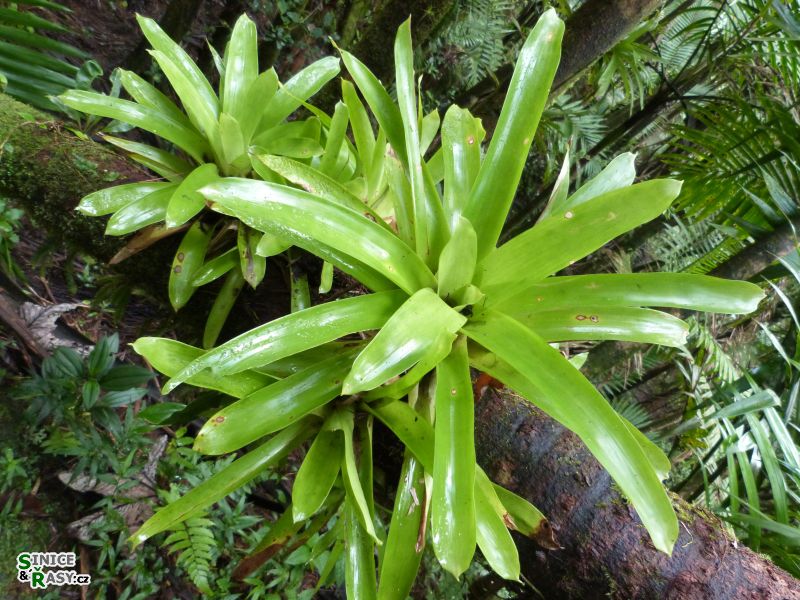 el-yunque-highland-puerto-rico-2013-027