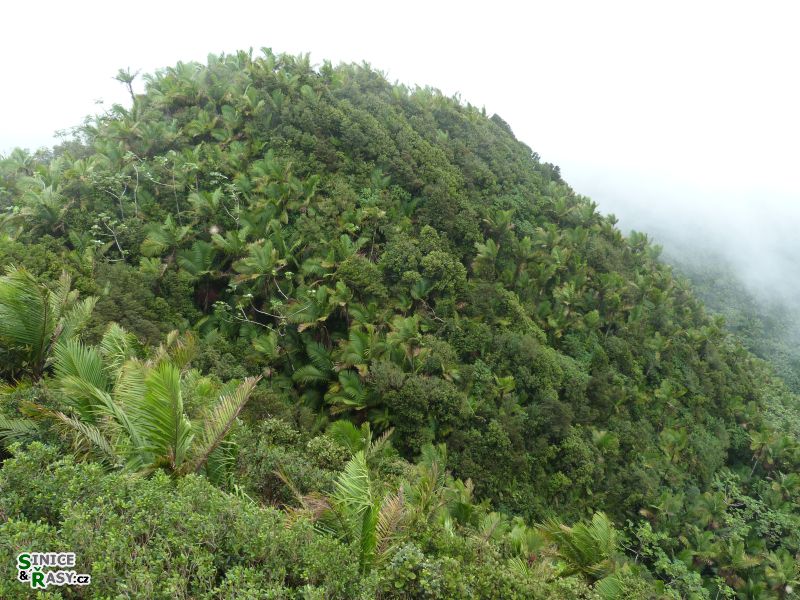 el-yunque-highland-puerto-rico-2013-028