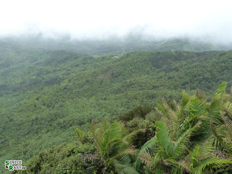el-yunque-highland-puerto-rico-2013-029