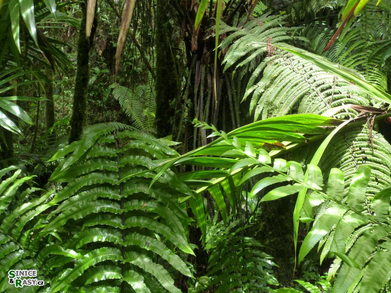 el-yunque-highland-puerto-rico-2013-030