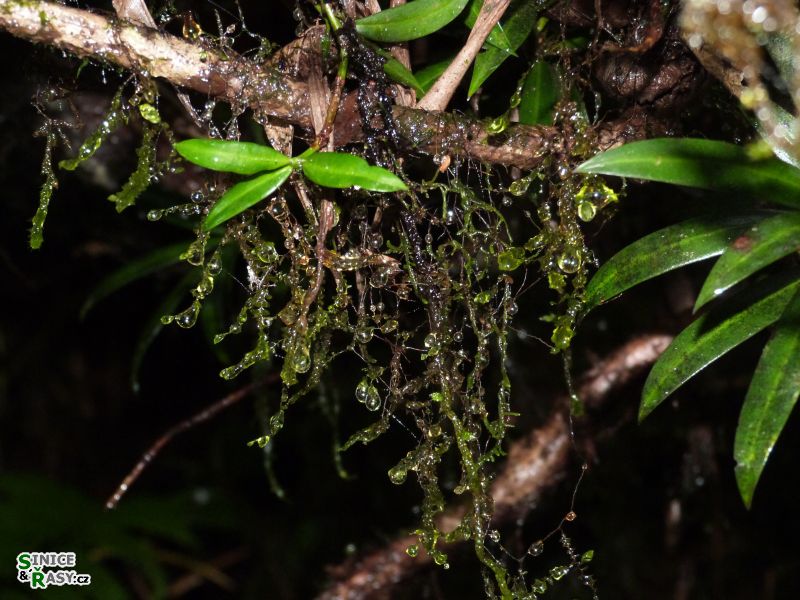 el-yunque-highland-puerto-rico-2013-032