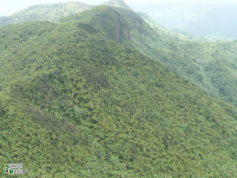 el-yunque-highland-puerto-rico-2013-034