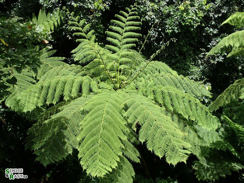 el-yunque-highland-puerto-rico-2013-039