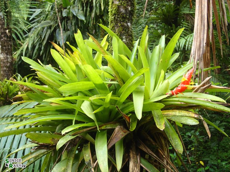 el-yunque-highland-puerto-rico-2013-043