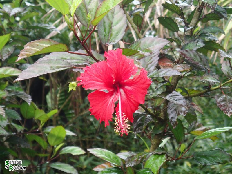 el-yunque-highland-puerto-rico-2013-046