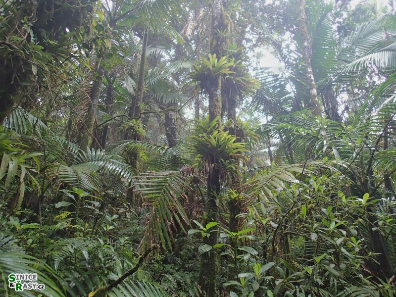 el-yunque-highland-puerto-rico-2013-049